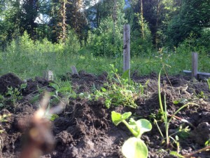 just planted pumpkins