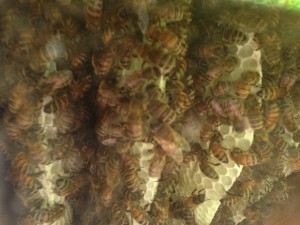 See the bees actually building their home inside the hive