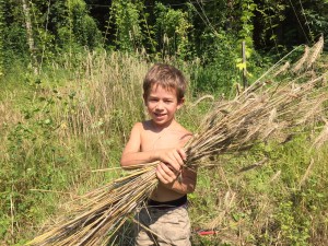 Sacha gathers the sheaths of rye from the field. Its fun in the sun.