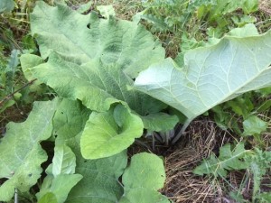 burdock_IMG_7679